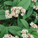 Cotoneaster hylmoei fleur